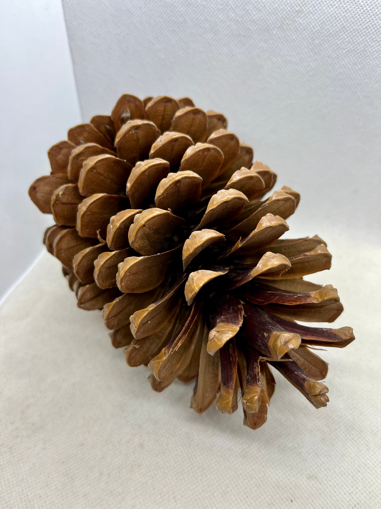 Pinecone Perch