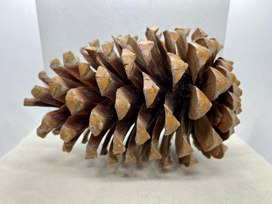 Pinecone Perch