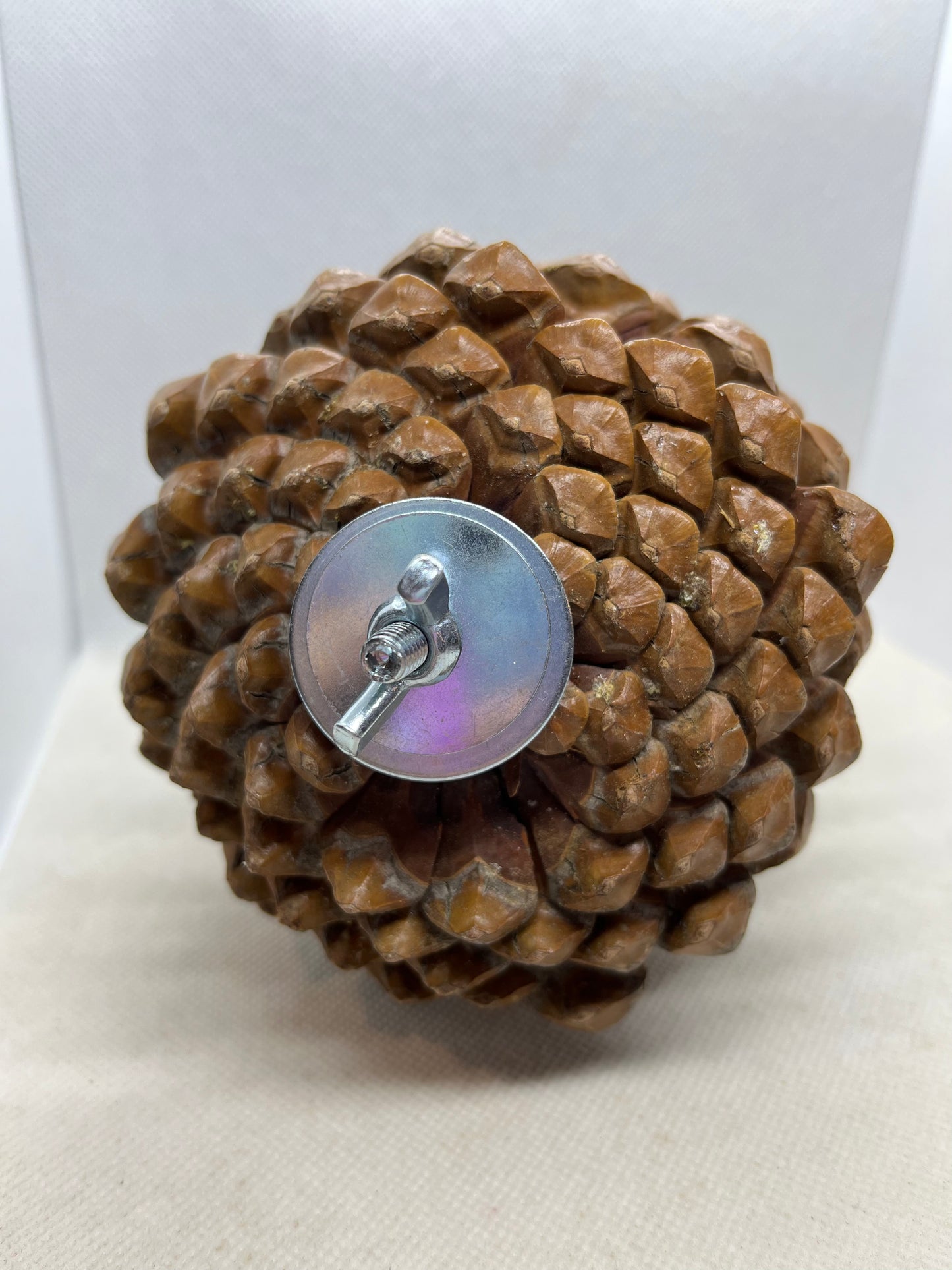 Pinecone Perch