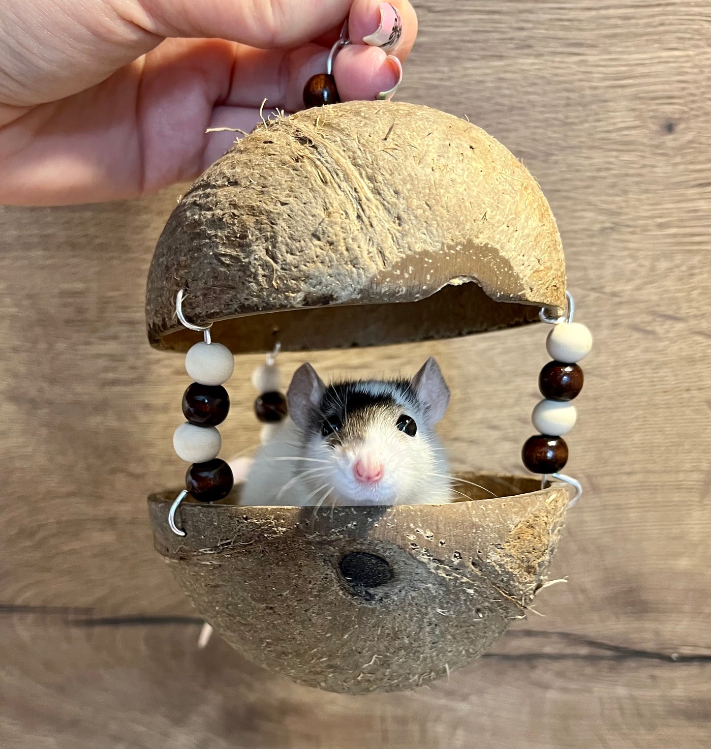 Coconut Condo