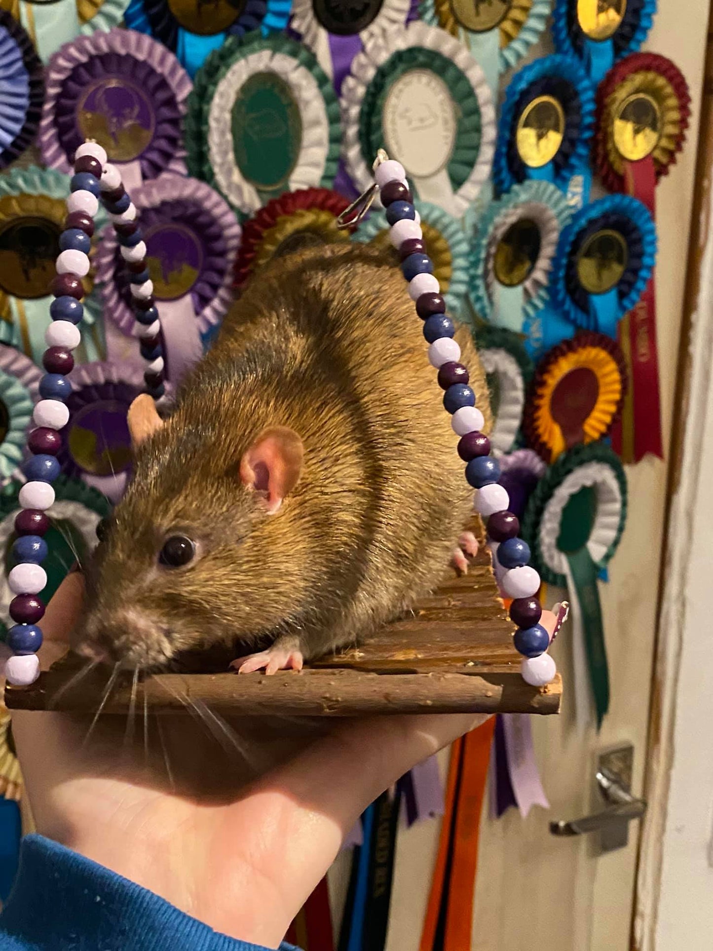 Rat Swing