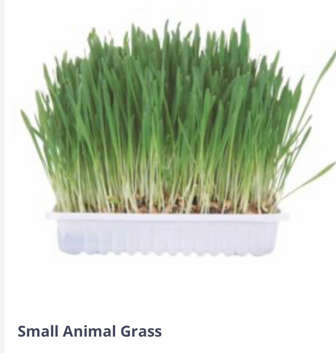 Small Animal Grass