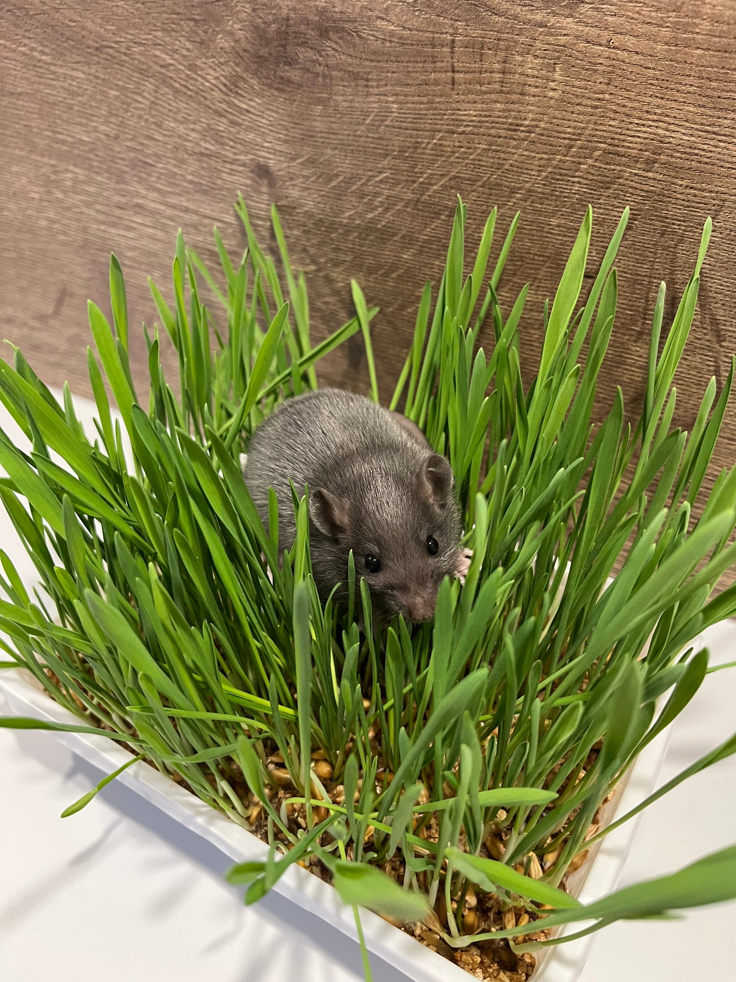 Small Animal Grass