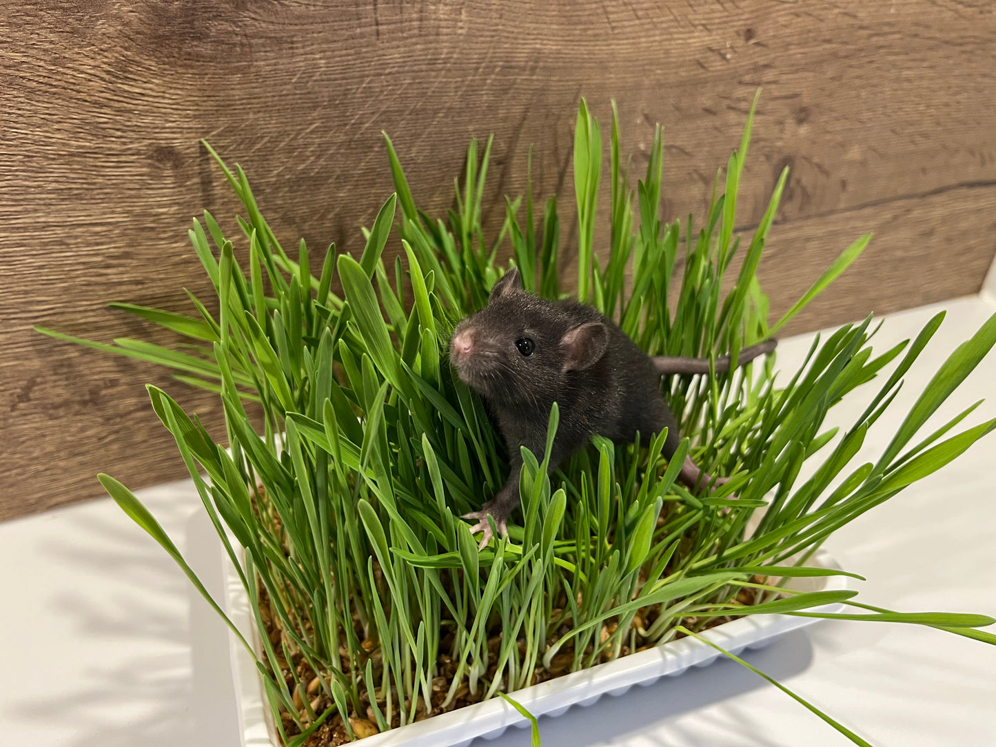 Small Animal Grass