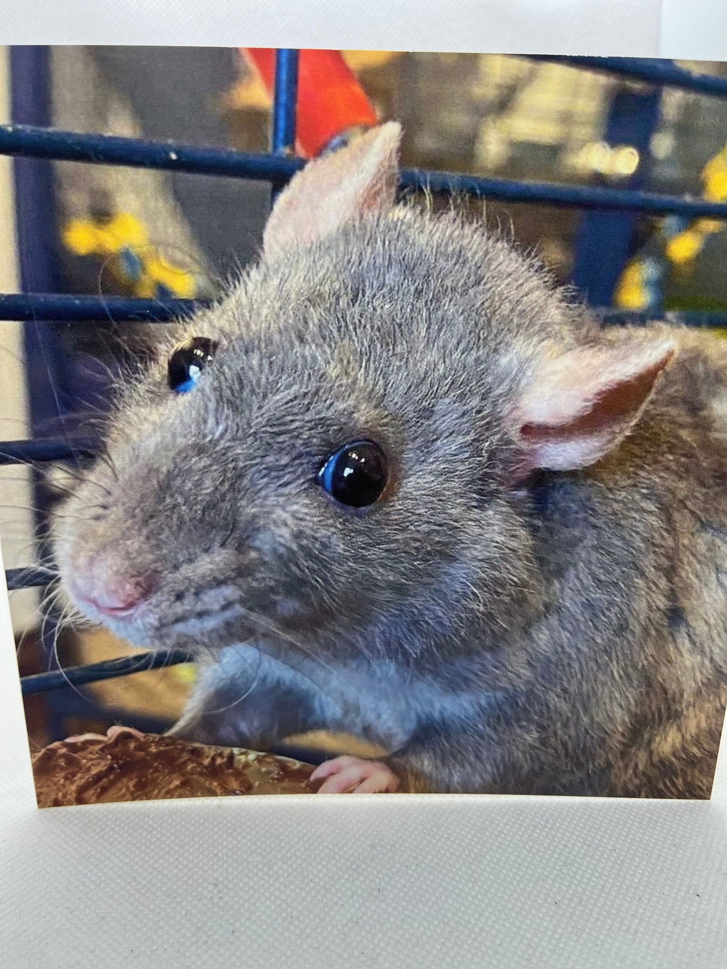 Rat Greeting Cards